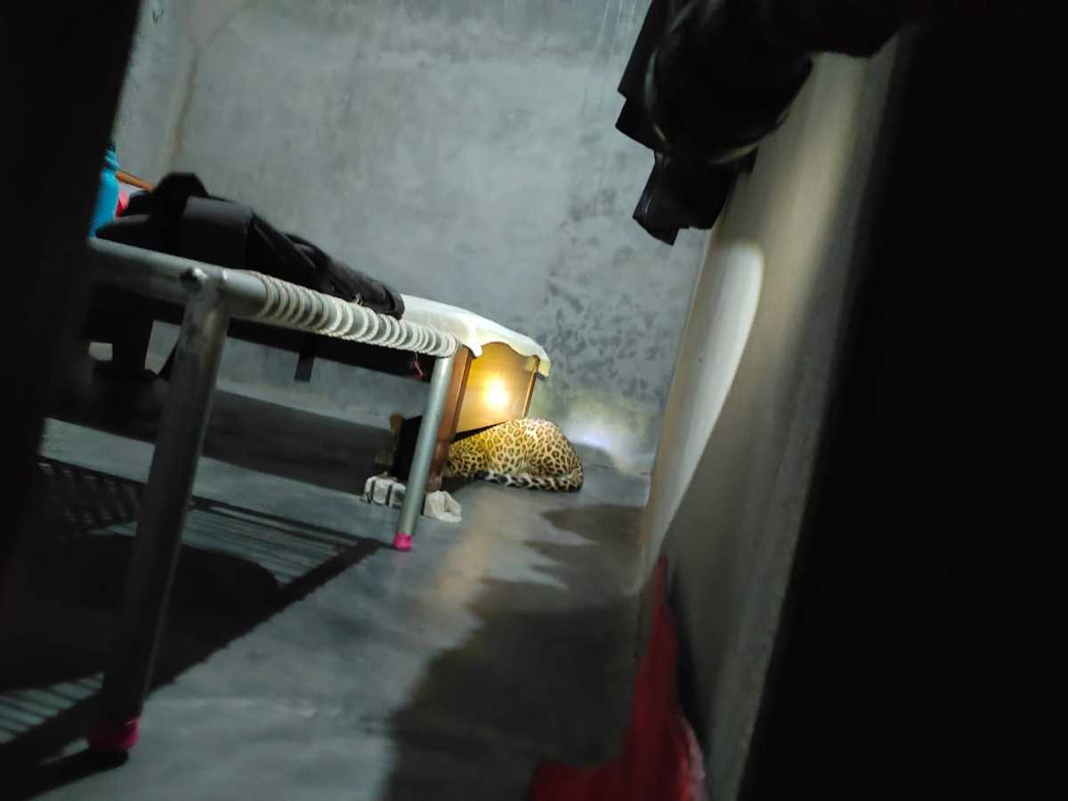 बिजनौर में घर में घुसा तेंदुआ, वन विभाग ने किया रेस्क्यू